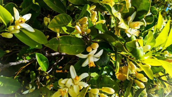 Your Time to Bloom